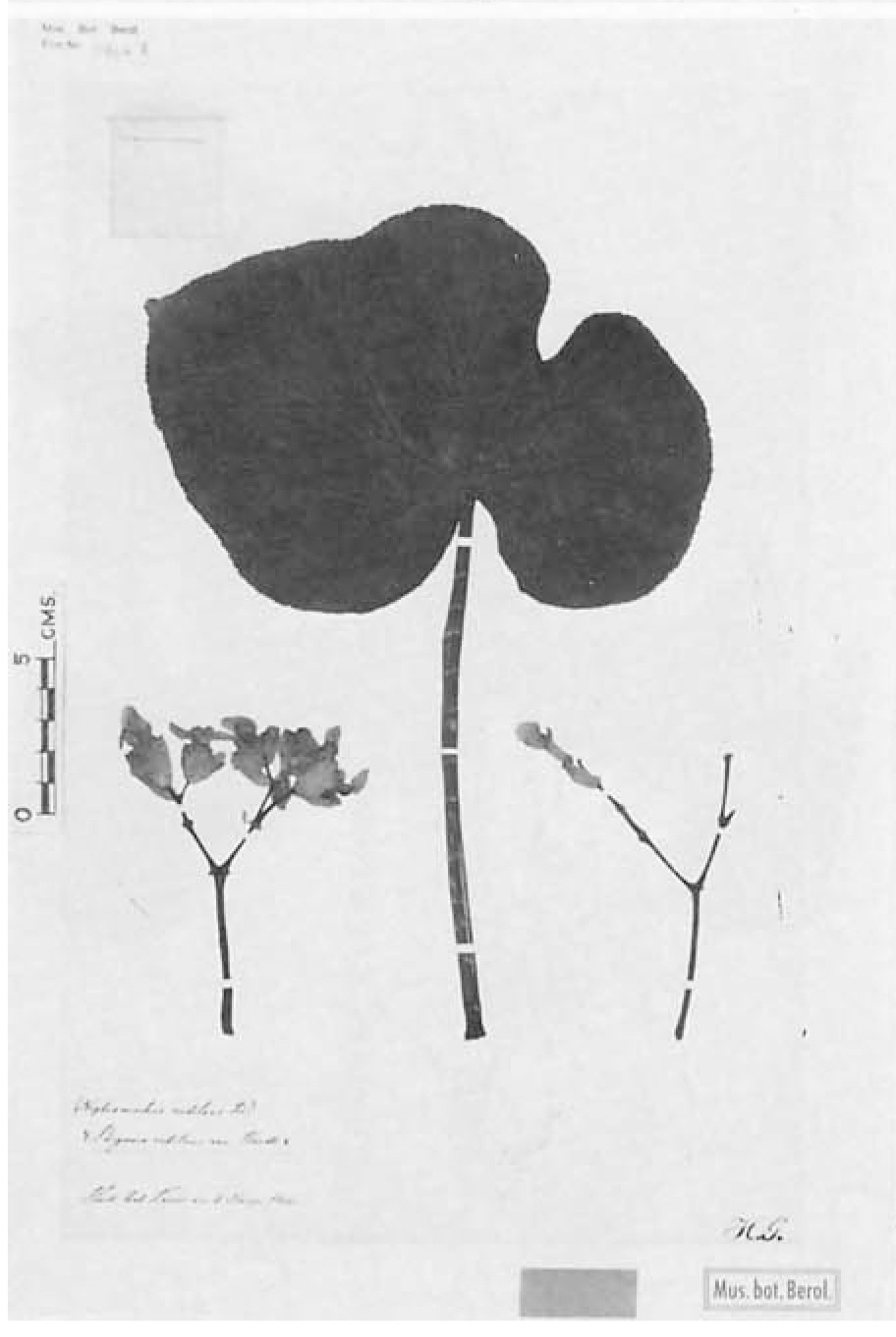 B. rutilans